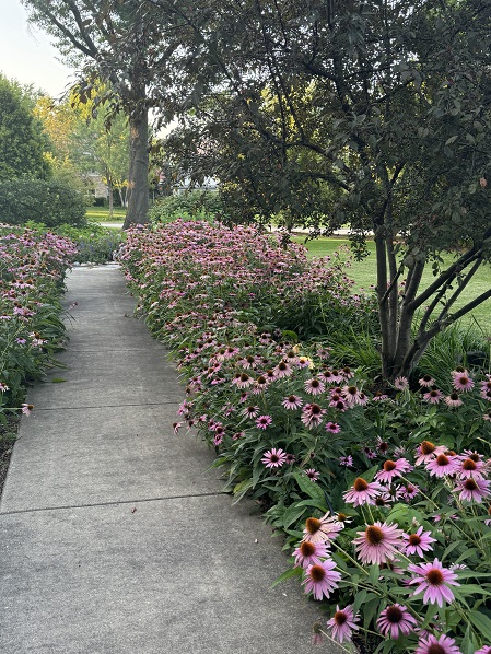 coneflower walk.jpg